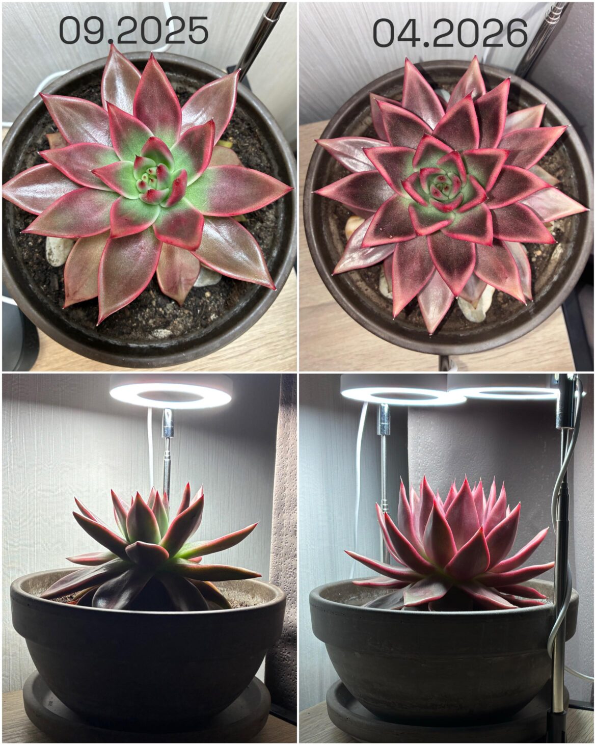 Love this plant! 7mo progress. Turning into a proper water lily 🪷