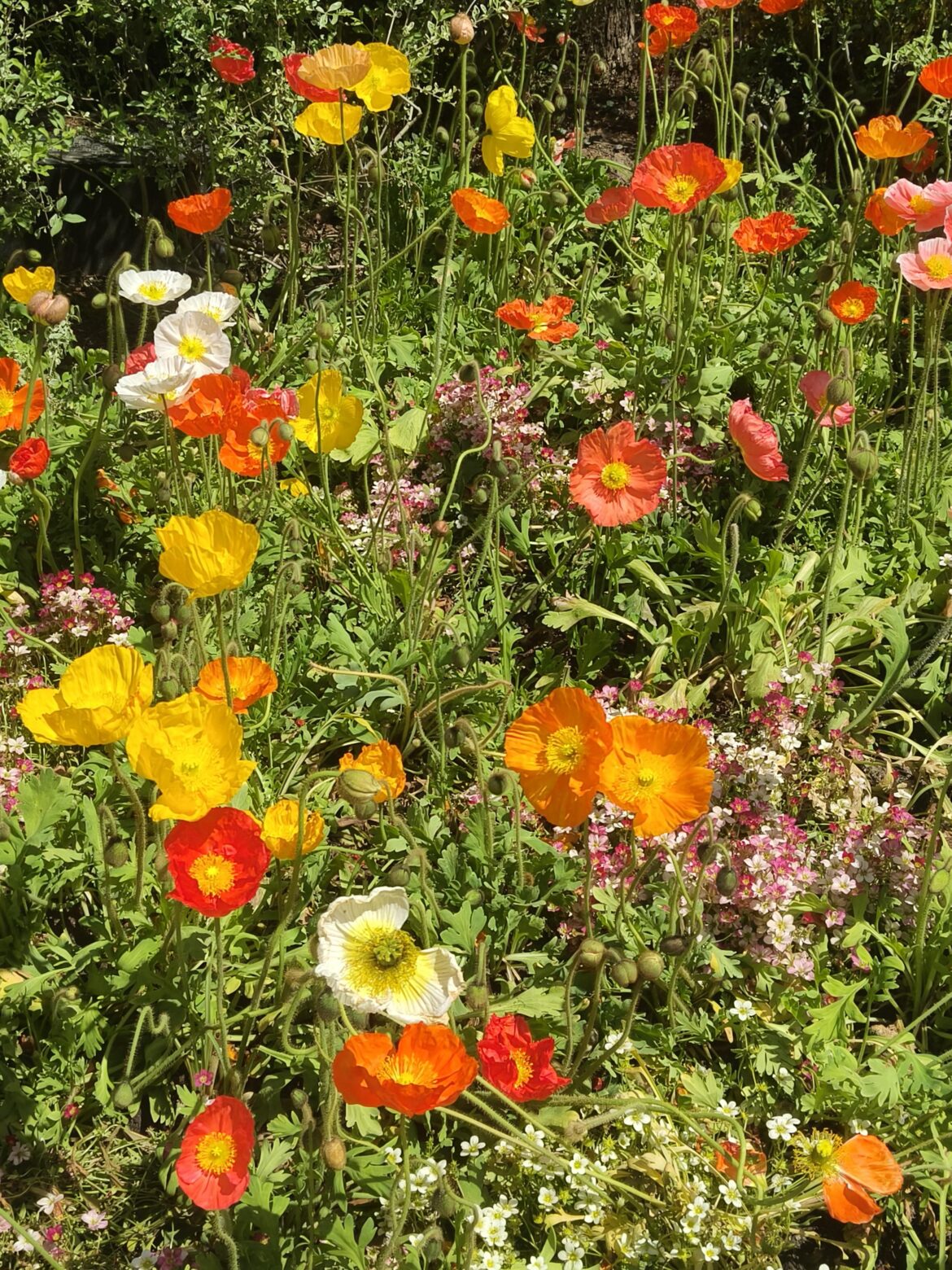 The flowers I saw while playing in the amusement park. Does anyone know what its name is?