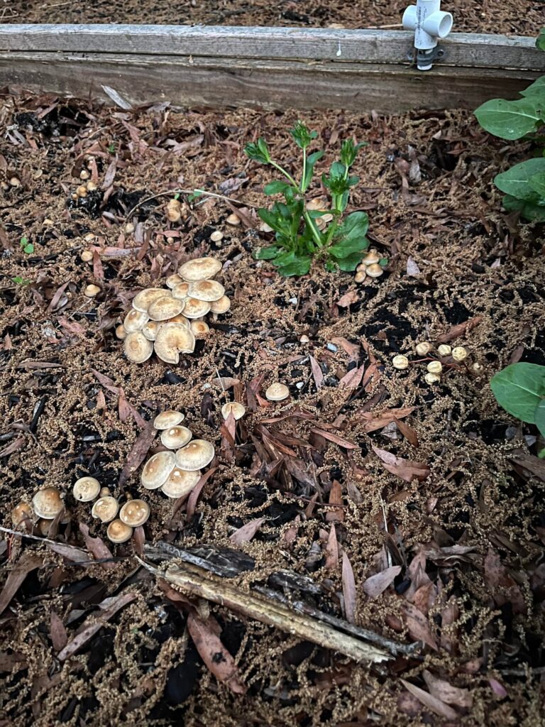 Mushrooms are a good sign?