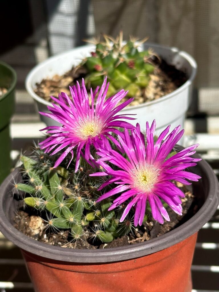 Miniature desert rose flowers