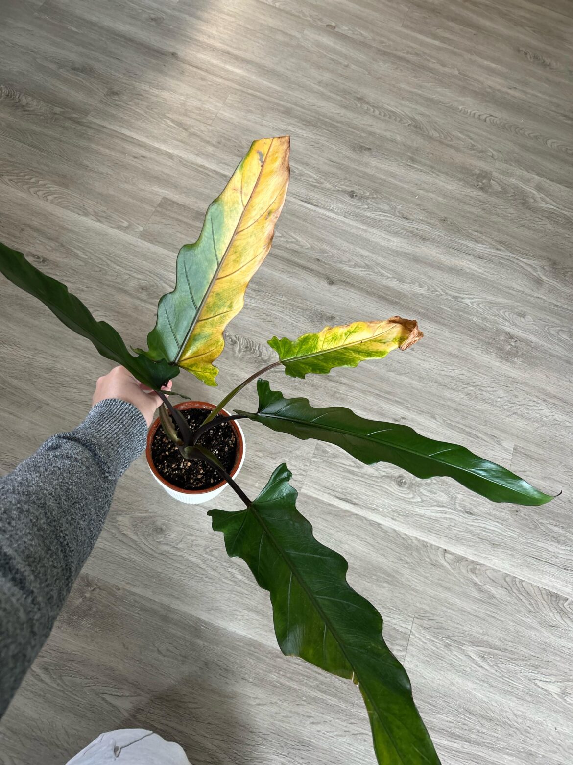 What’s wrong with my little friend??