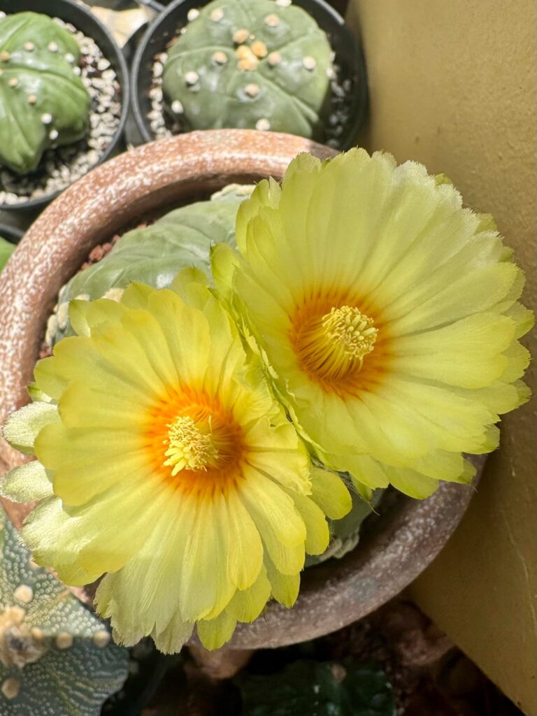 Blooms! 🌸