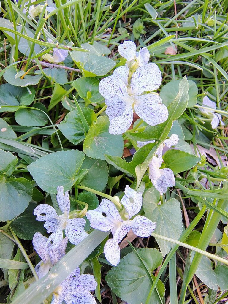 Interesting color variants among the millions of violets in a city park.