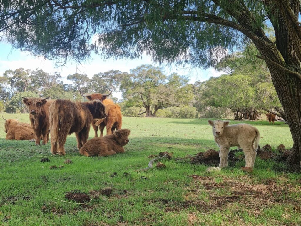 Our new highland baby looking for buddies
