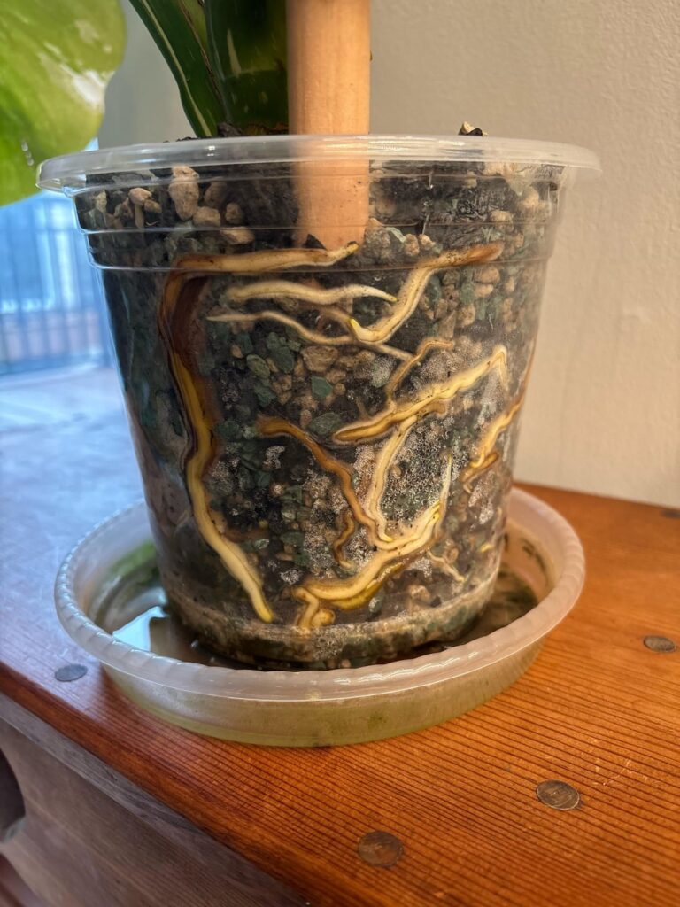 time for an uppot?
