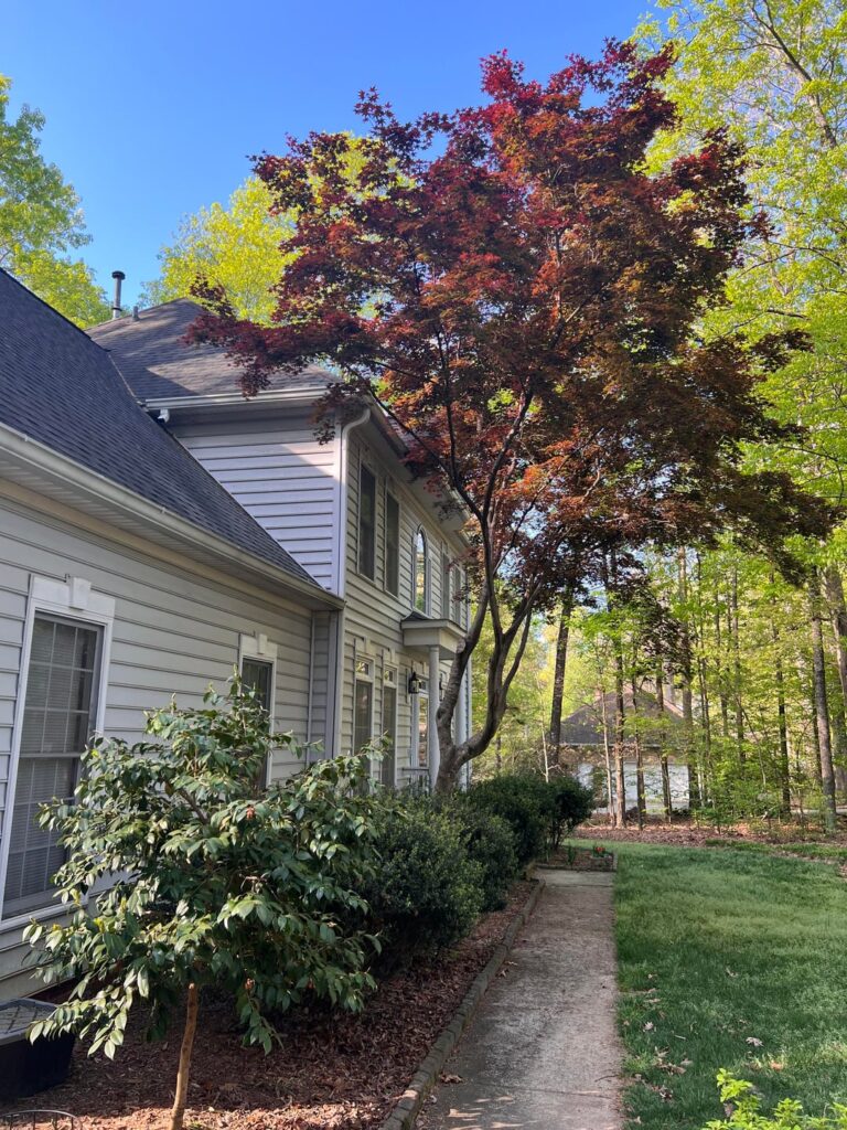 Japanese Maple Help
