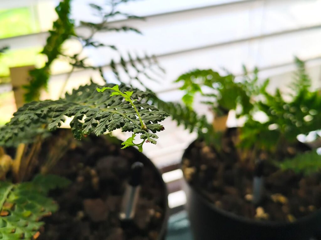 Witches Broom on Harsh Shield Fern