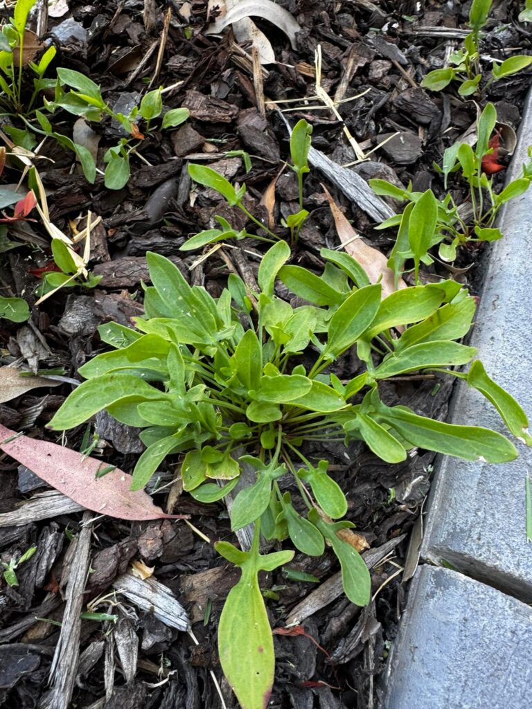 Weed ID Please, Melbourne