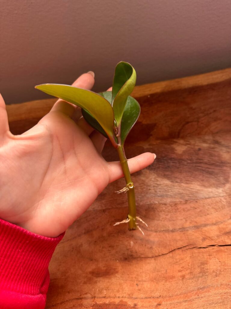 Are my baby rubber plants ready for soil?