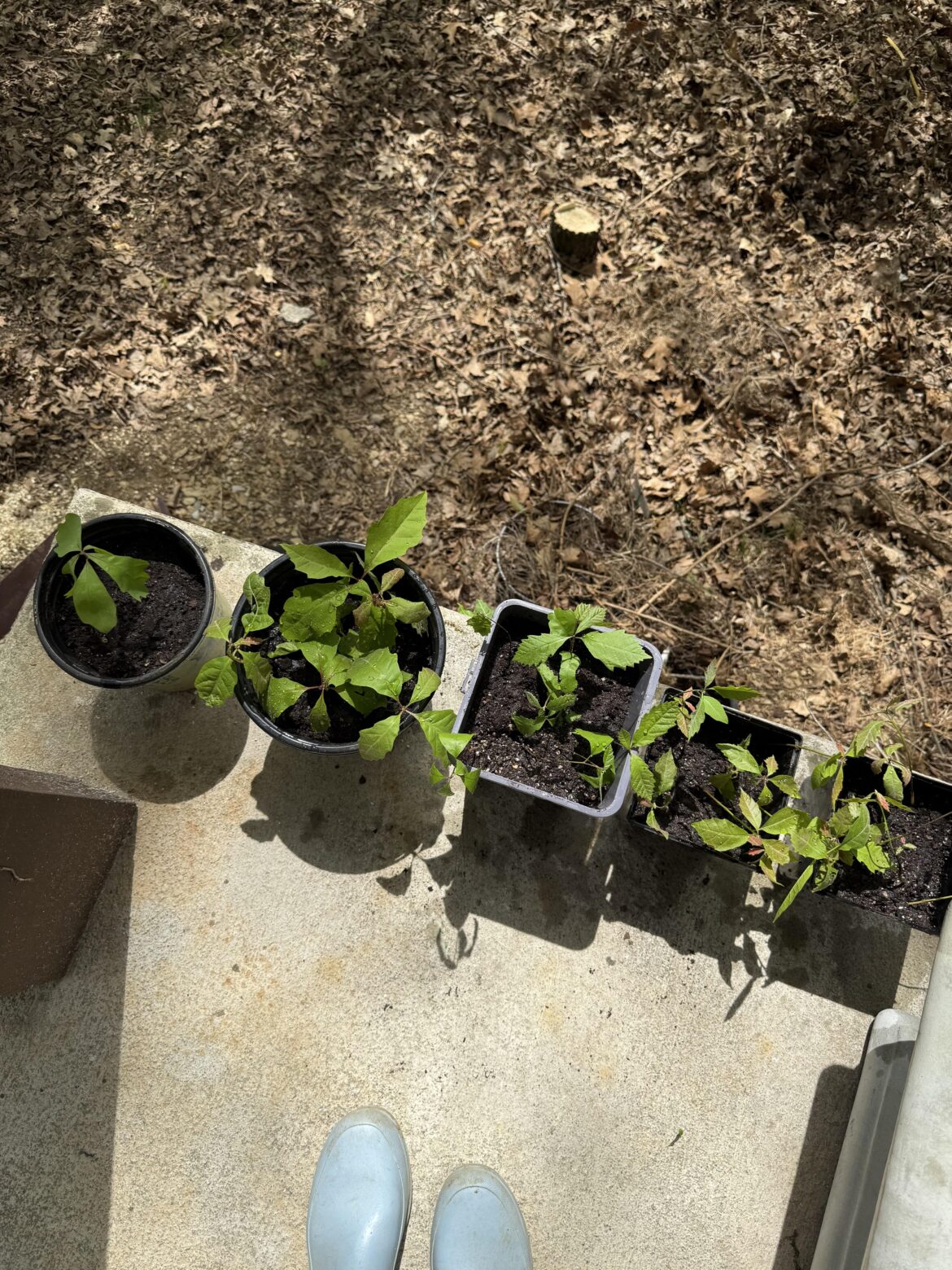 37 oak seedlings I saved before the first mow 37 oak seedlings I saved before the first mow