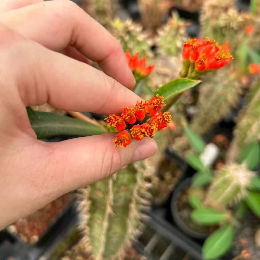 Euphorbia viguieri