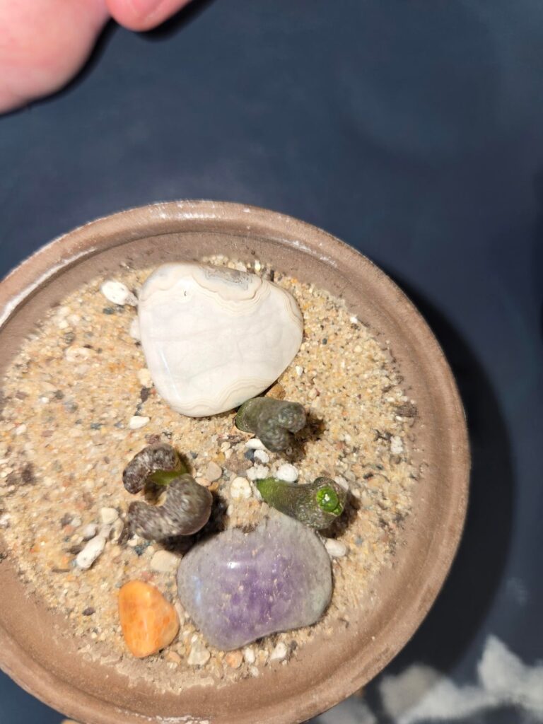 Should I do anything to help these little guys bust through? Also, are they reconditum?? Thanks!!