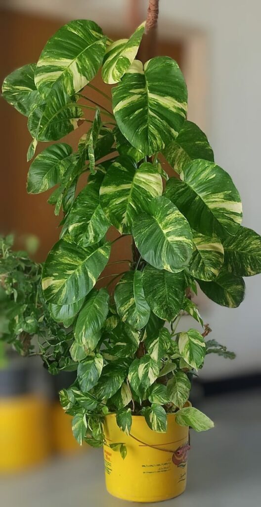 My First ever houseplant