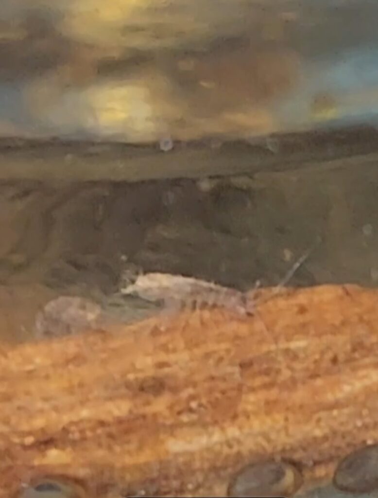 Looks like an isopod acts like a shrimp?