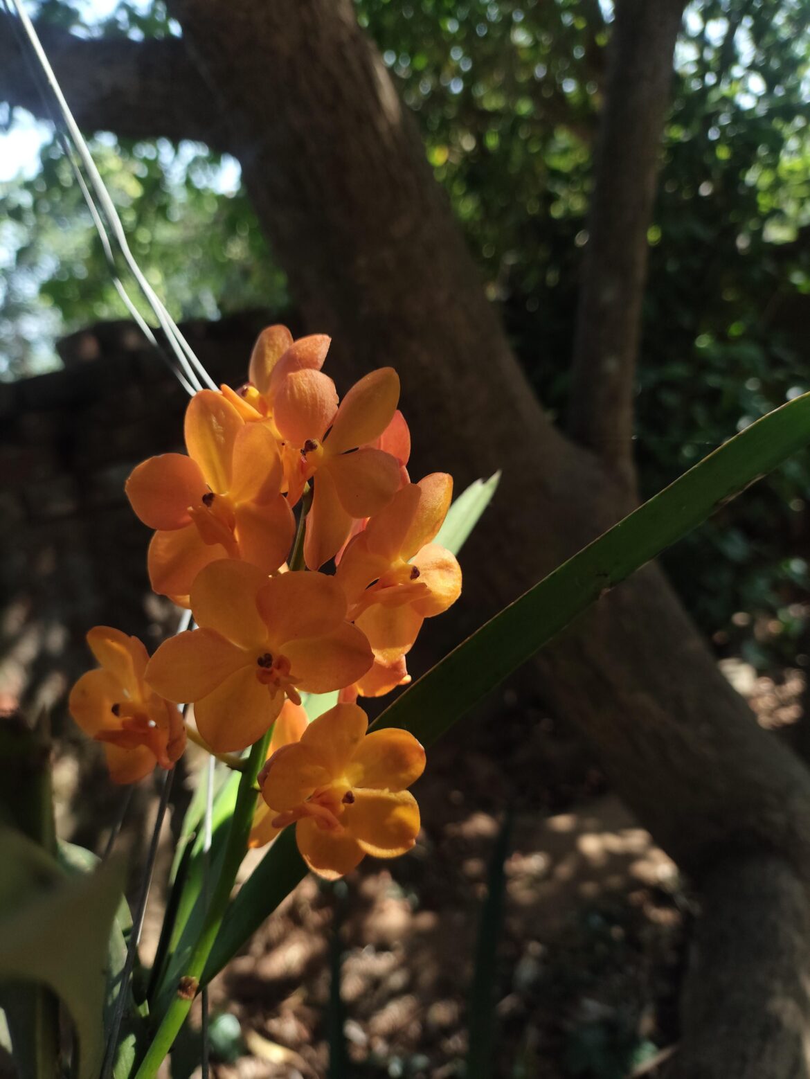 Help me identify this Vanda