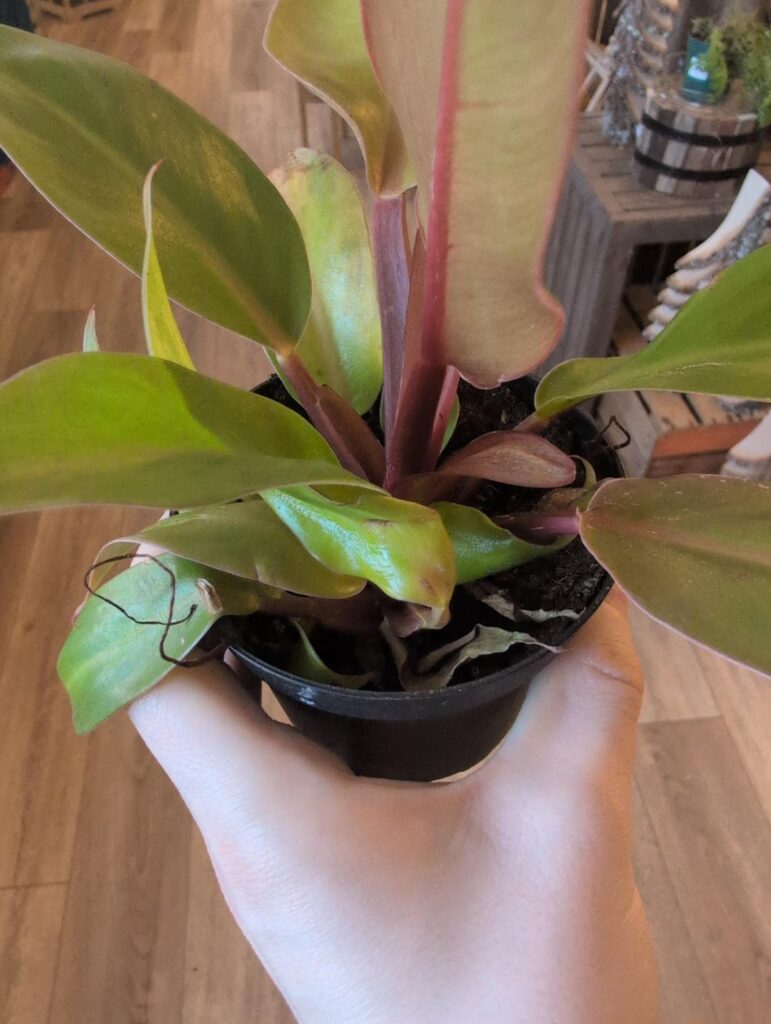 Help with identifying