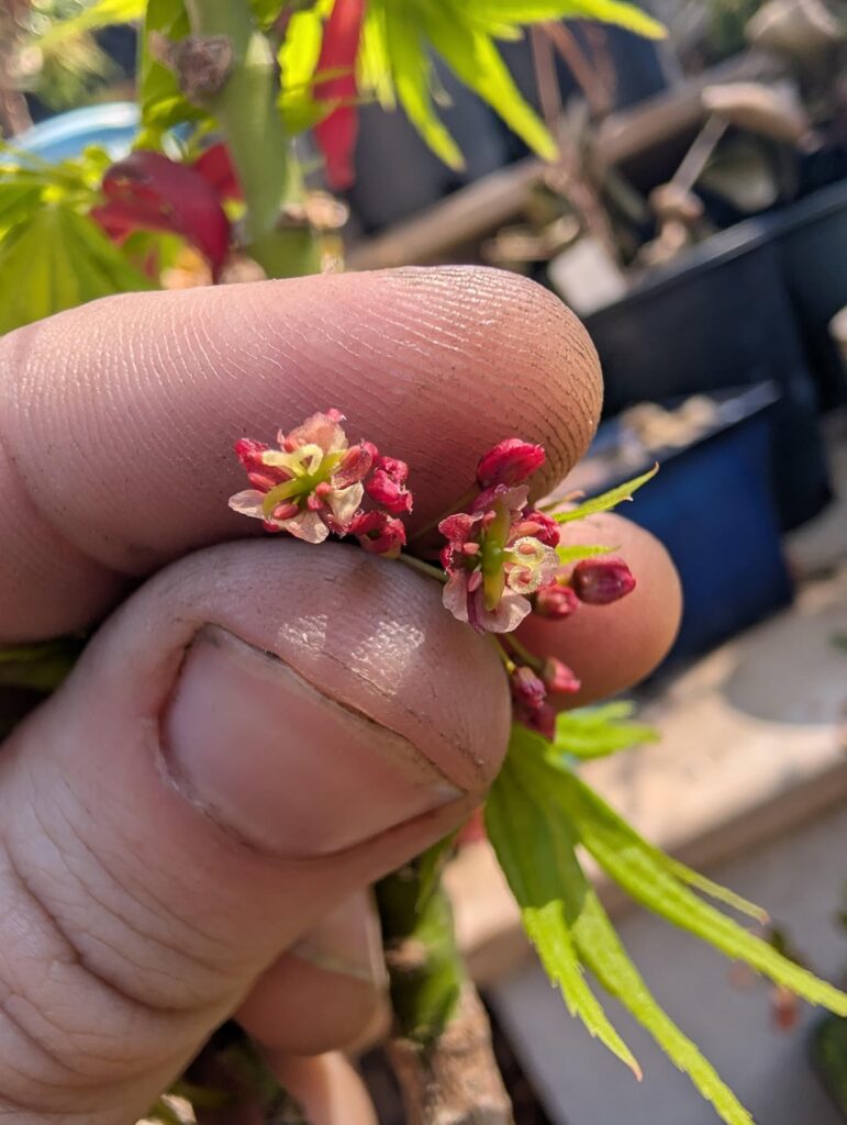 Most of y'all probably know this but Japanese maples have flowers