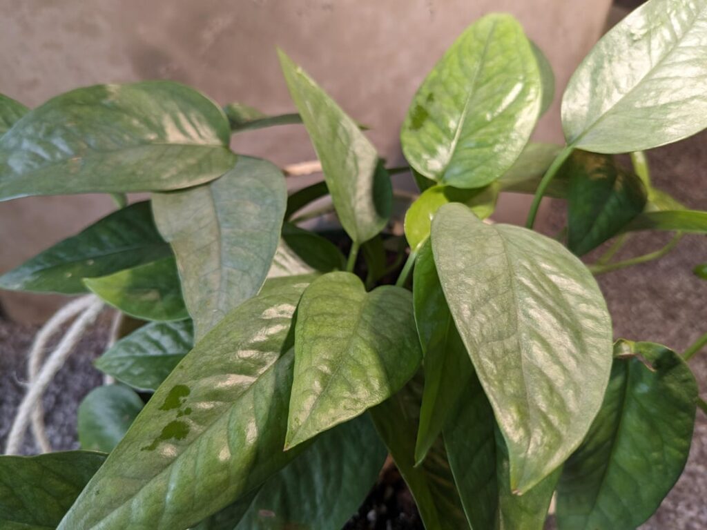 Pothos newbie – should I be concerned about these spots? Pothos newbie - should I be concerned about these spots?
