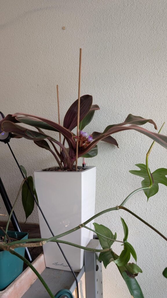 Siderasis fuscata blooming