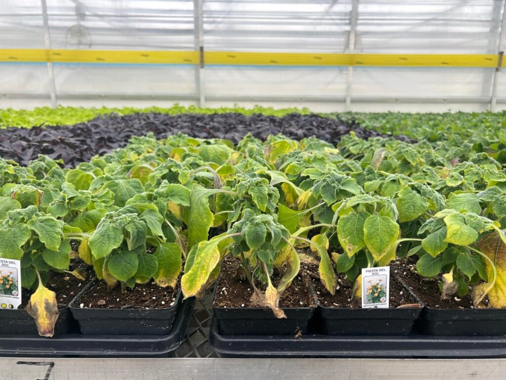 Stunted tithonia, what’s going on? Stunted tithonia, what’s going on?