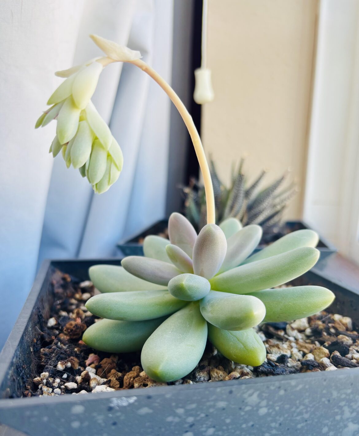 the second time my 4 year old moonstone has flowered! the second time my 4 year old moonstone has flowered!