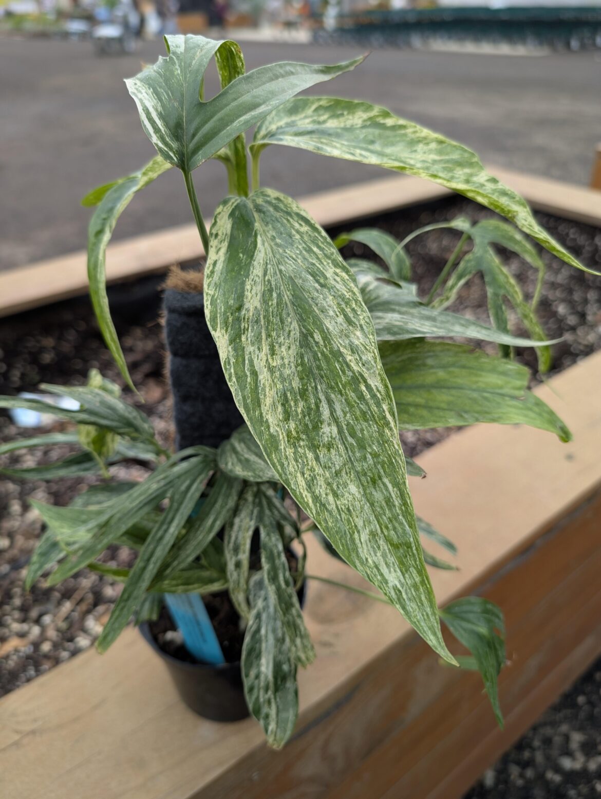 Got a new planty boi this week introducing Amydrium Zippelianum variegated