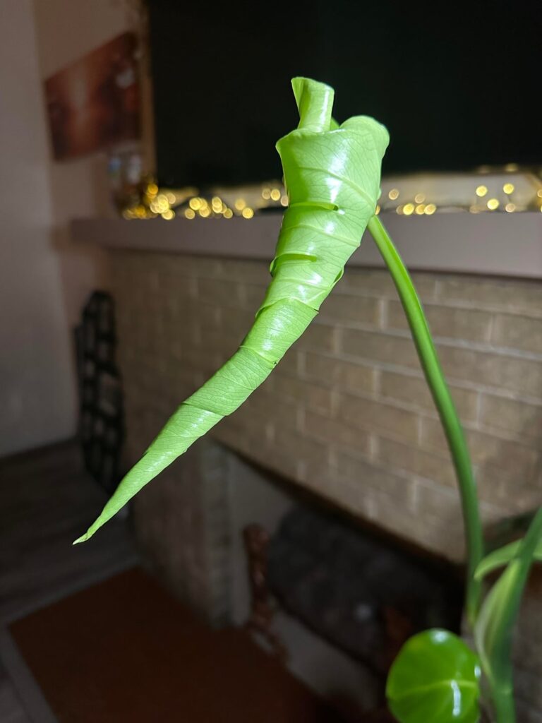 New plant mom