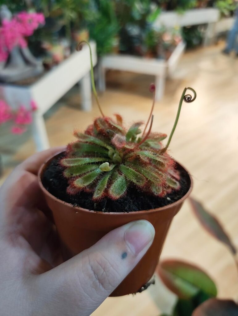 Proud of my drosera's glow up