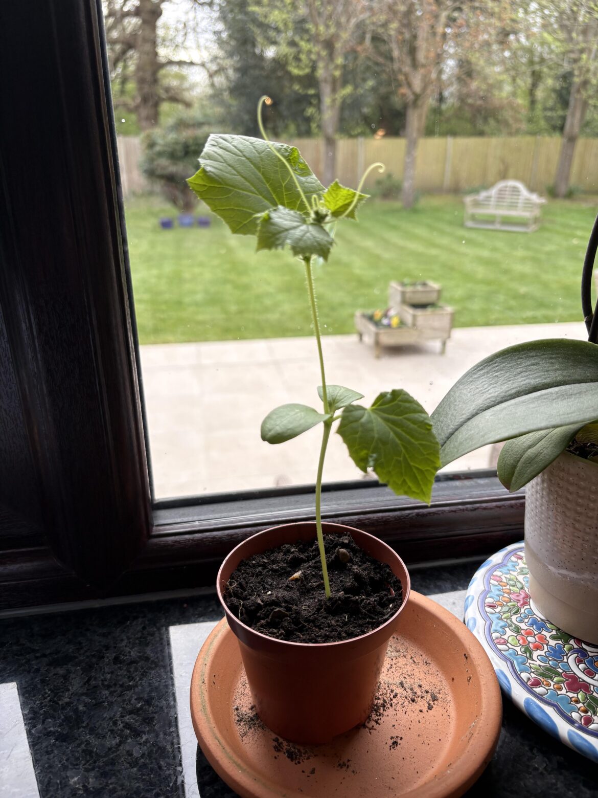 I’m the nutter who germinated their cucumbers in February - but look at her now!