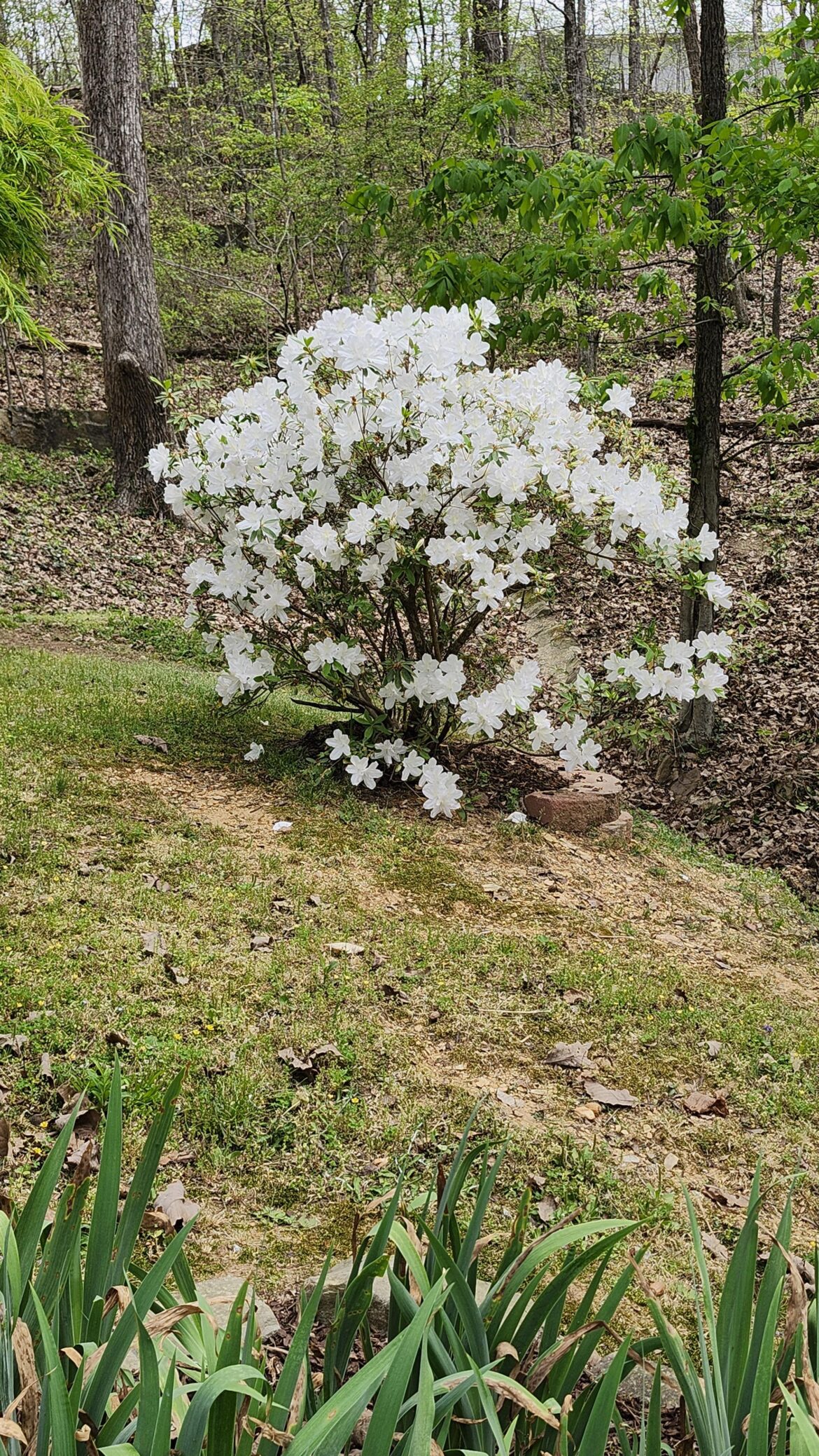 This azeala looked dead two years ago. What a comeback.