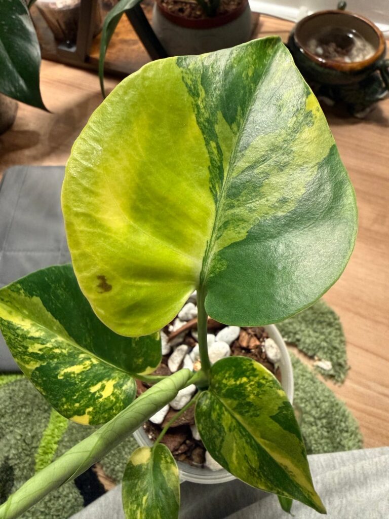 Very concerned with brown spot on my Monstera YM/Aurea Very concerned with brown spot on my Monstera YM/Aurea
