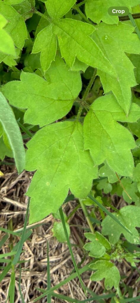 This isn’t poison ivy right?