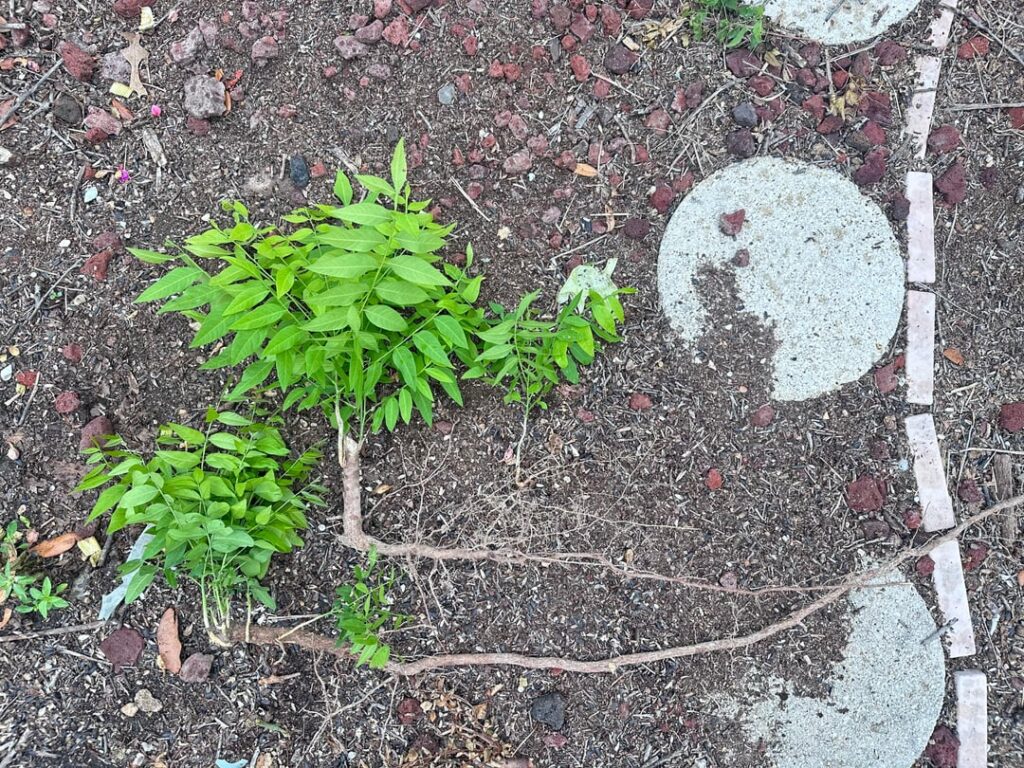 North Austin tree id help?