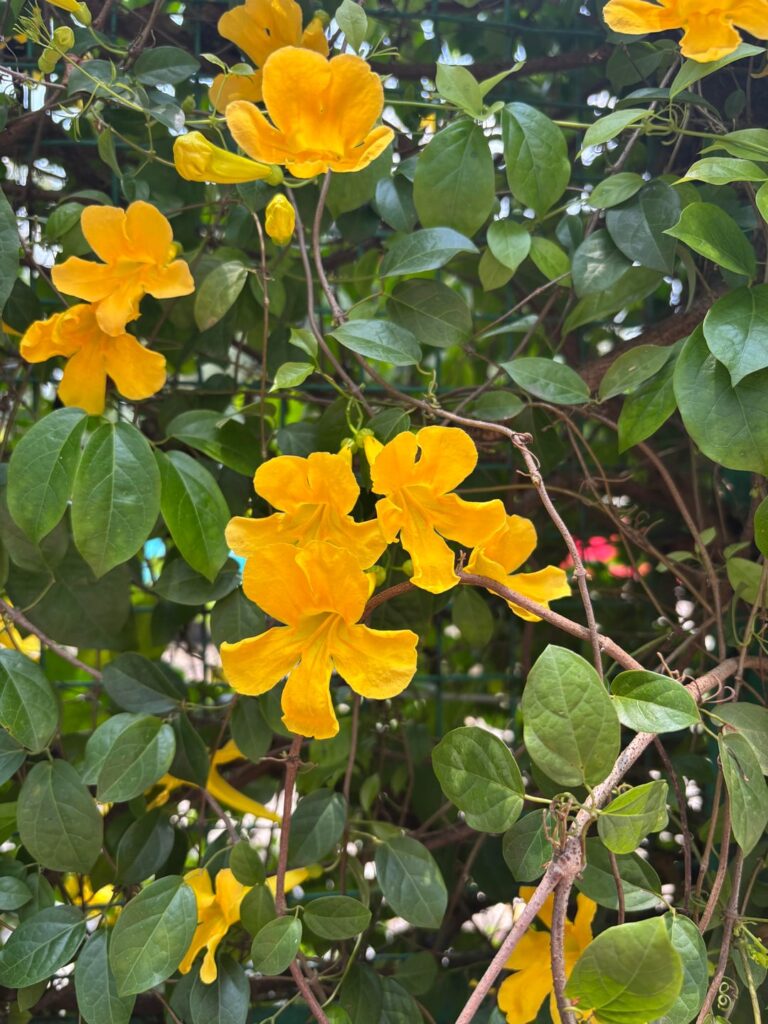 From our office garden