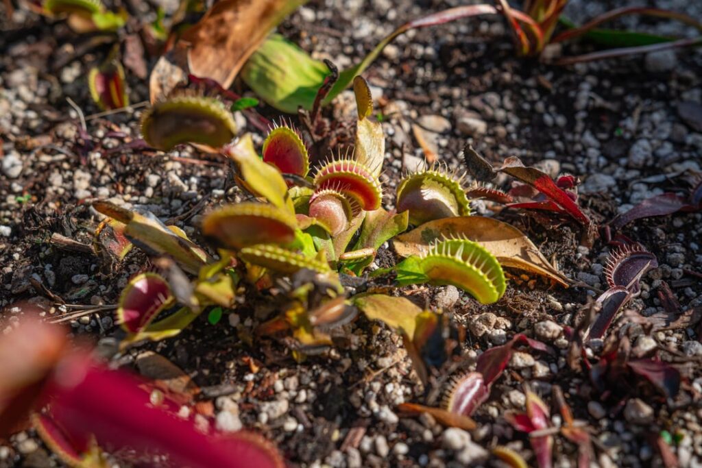 An attempt at growing a Venus Fly Trap lawn in my Bog garden An attempt at growing a Venus Fly Trap lawn in my Bog garden