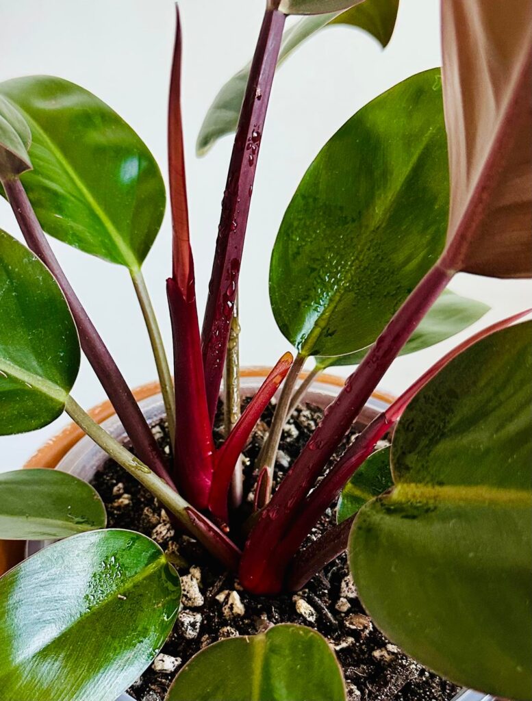 New leaves 🍃 New leaves 🍃