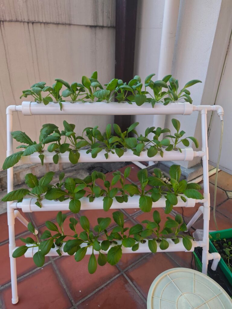 Bok Choy help. Ready to harvest?