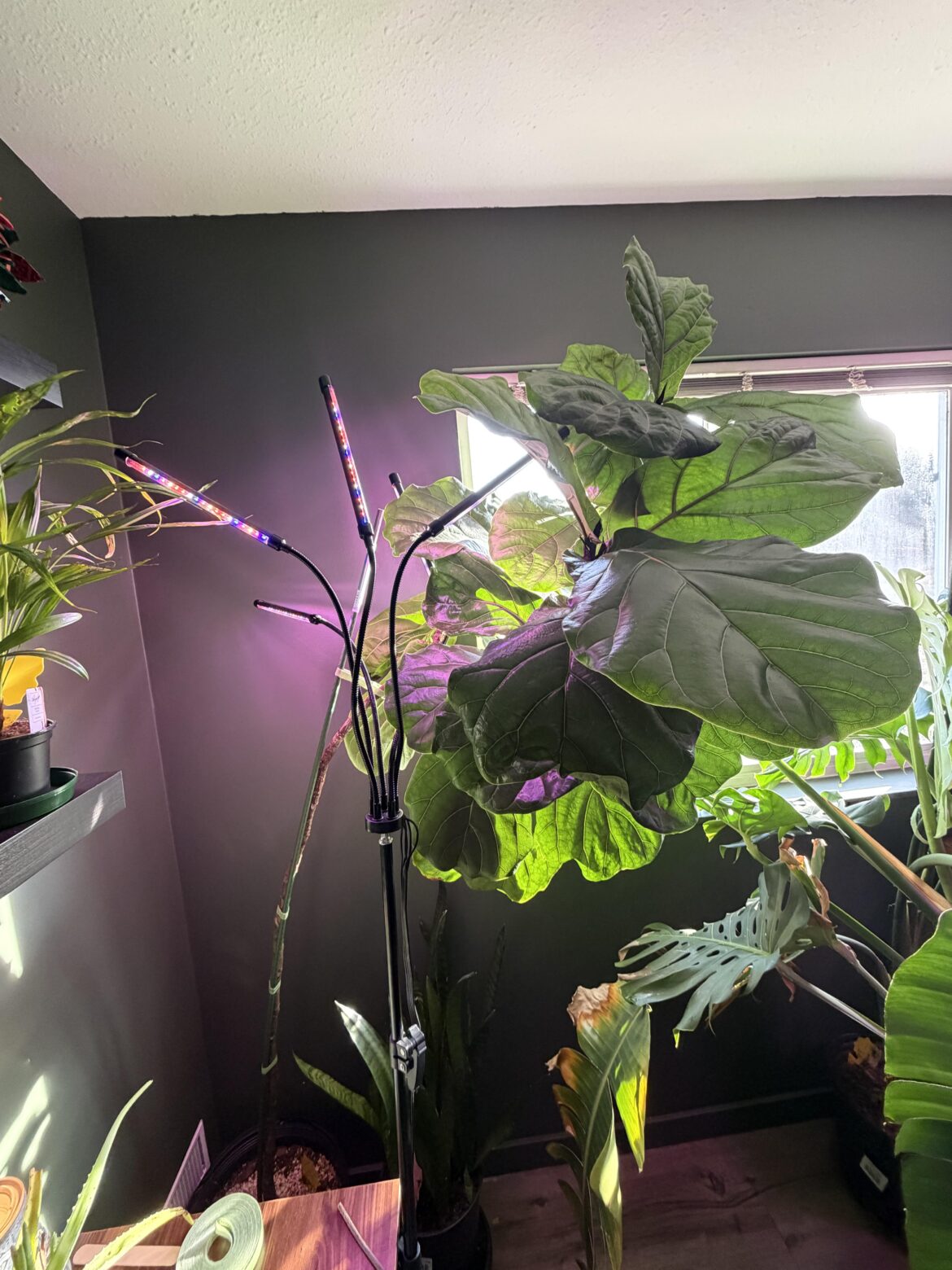 Should I chop and prop and if so how far down should I go?