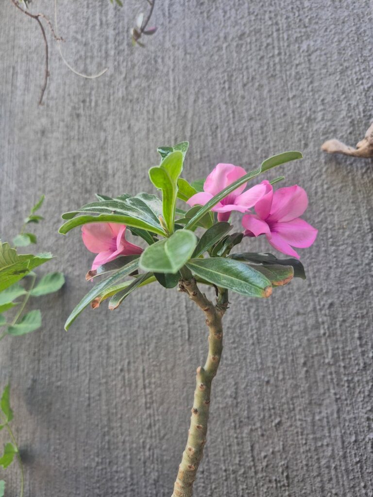 Adenium swazicum Adenium swazicum