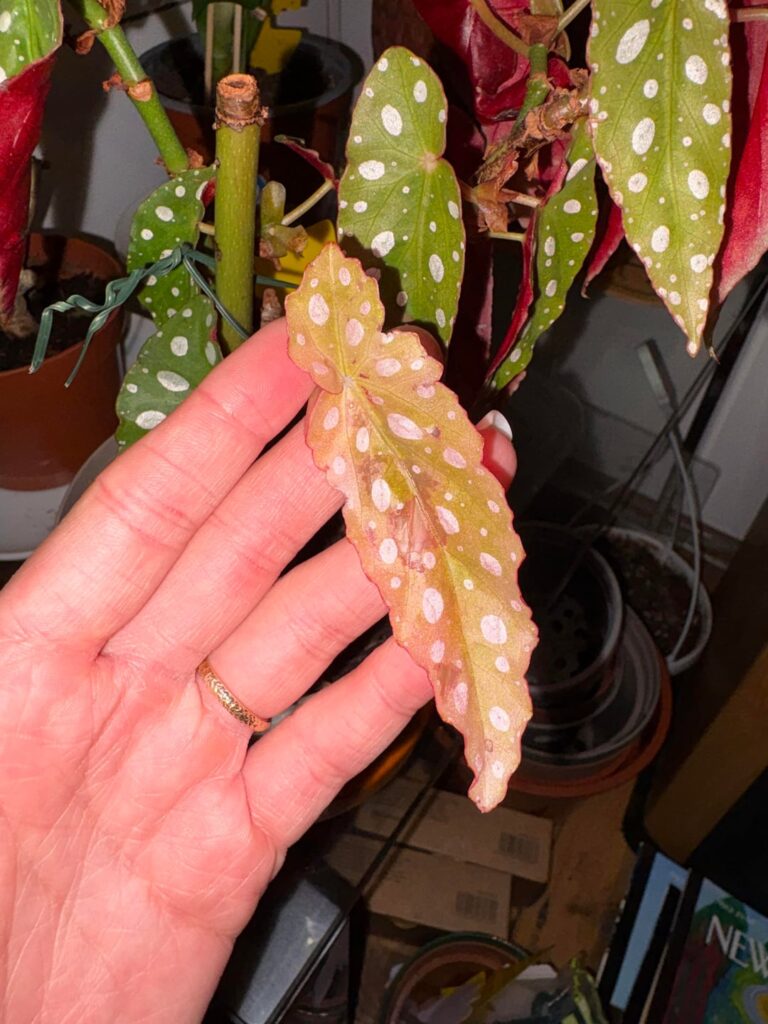 Begonia Maculata Headache