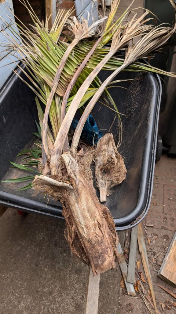 Palm tree top fell off, will it die?