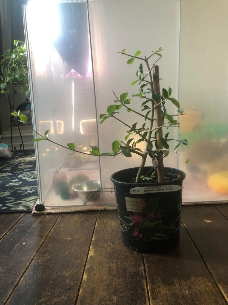 Cute Barbados cherry I picked up