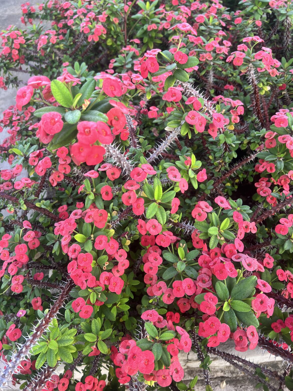I recognized this on my walking exercise this morning. It’s new to me and I don’t know what it’s called. Is anyone know what’s the name of this flower?