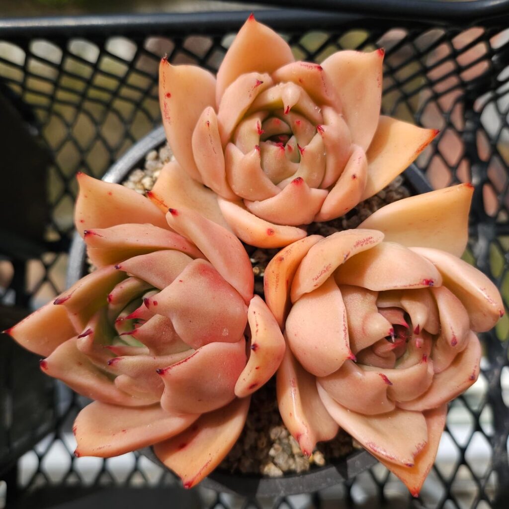 Echeveria 'Jade Star'