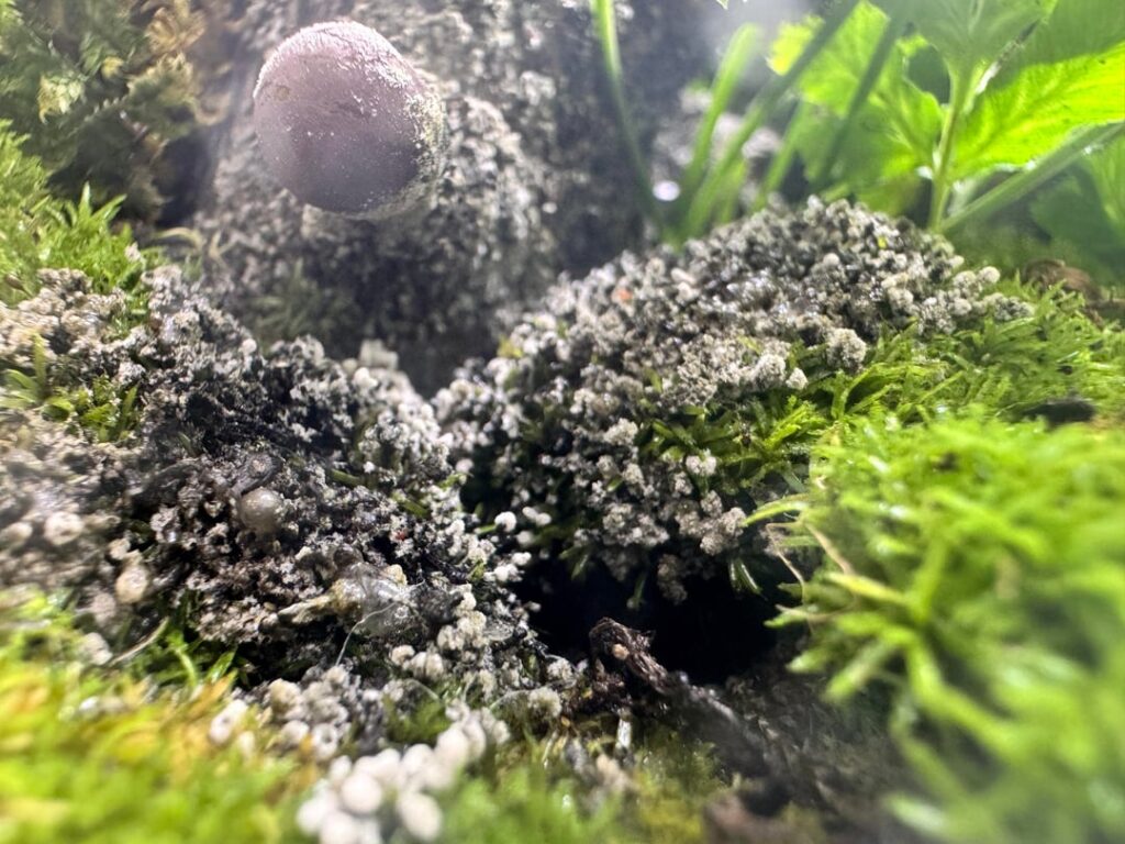 Is my terrarium done for