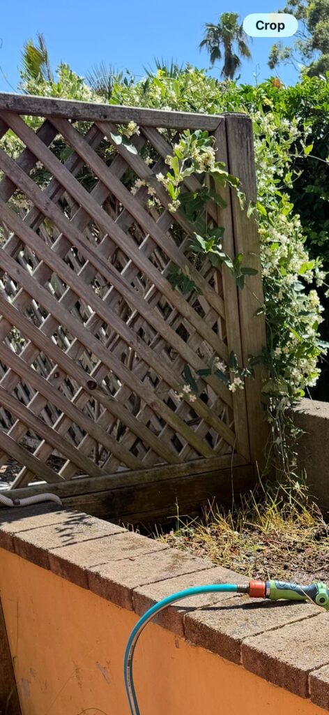 I destroyed an insanely large moth plant