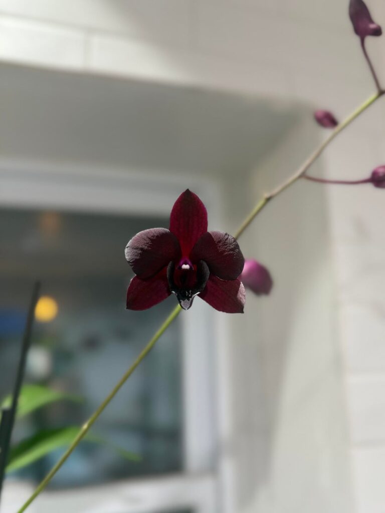 New Dendrobium!