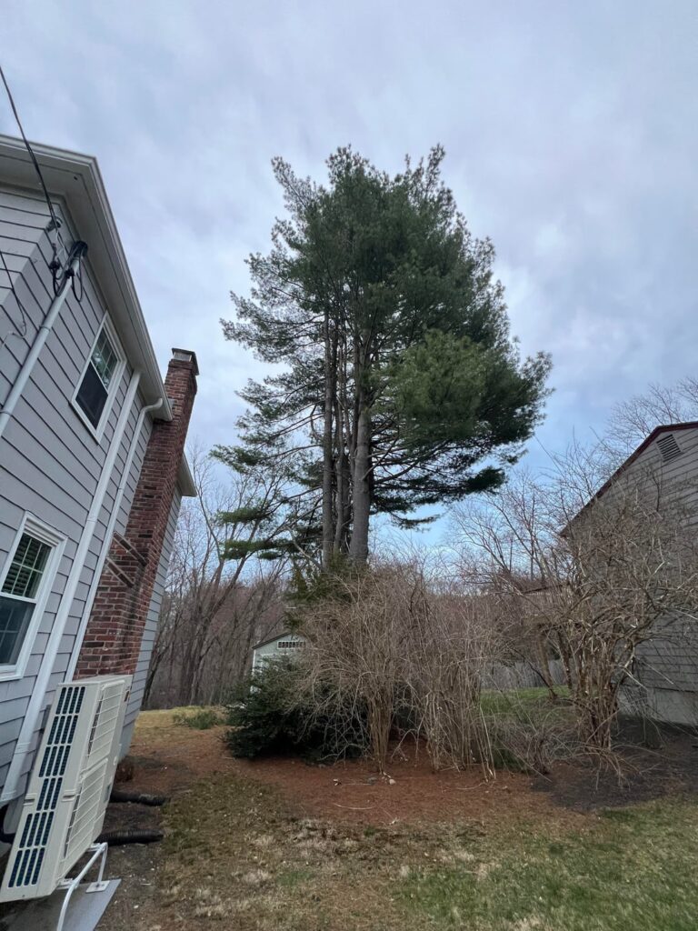 Large tree constantly creaking – should I be worried Large tree constantly creaking - should I be worried