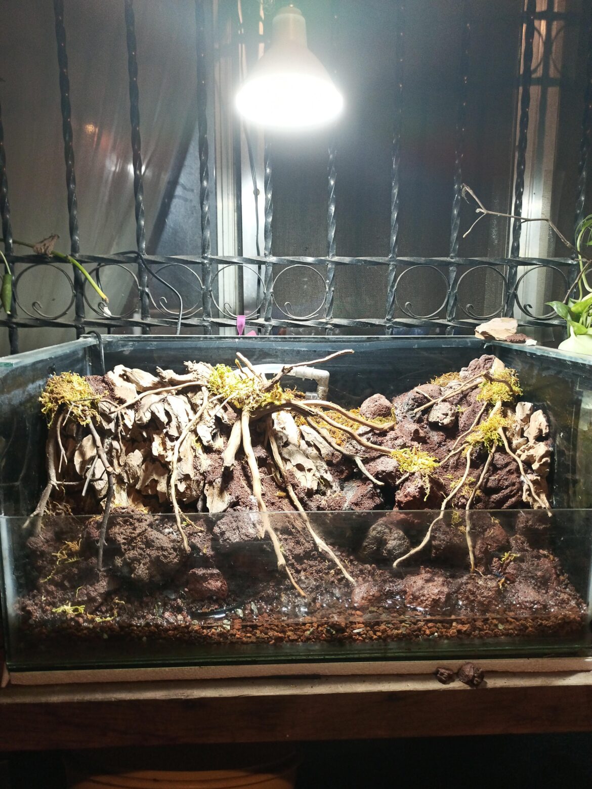 My first palludarium
