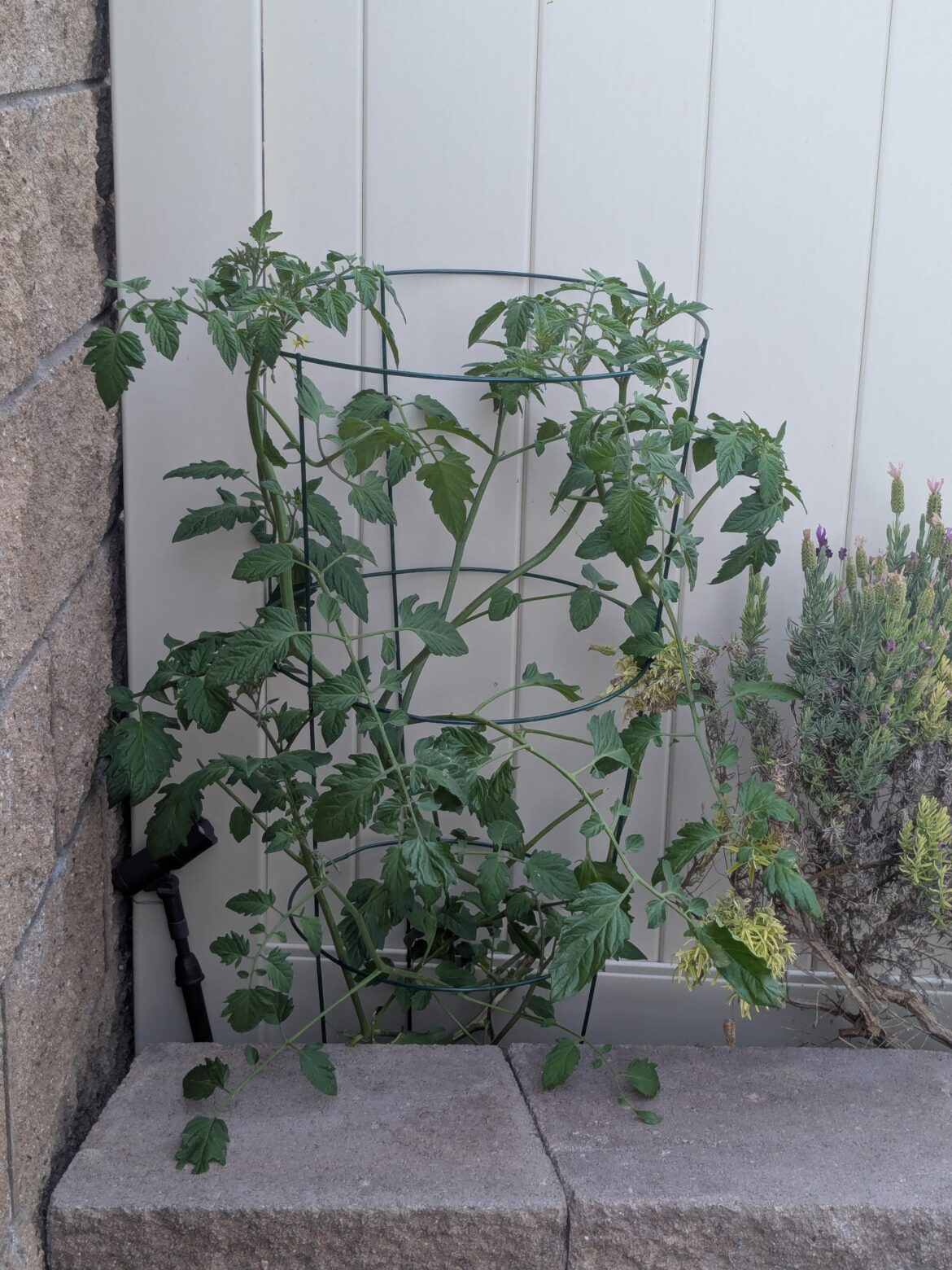 Follow-up on my Volunteer.